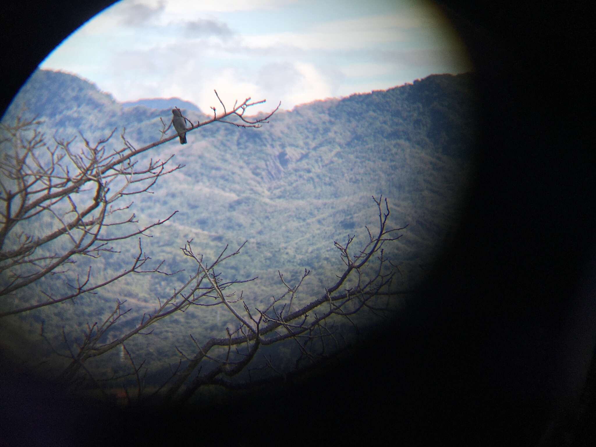 Image of Large Cuckoo-shrike