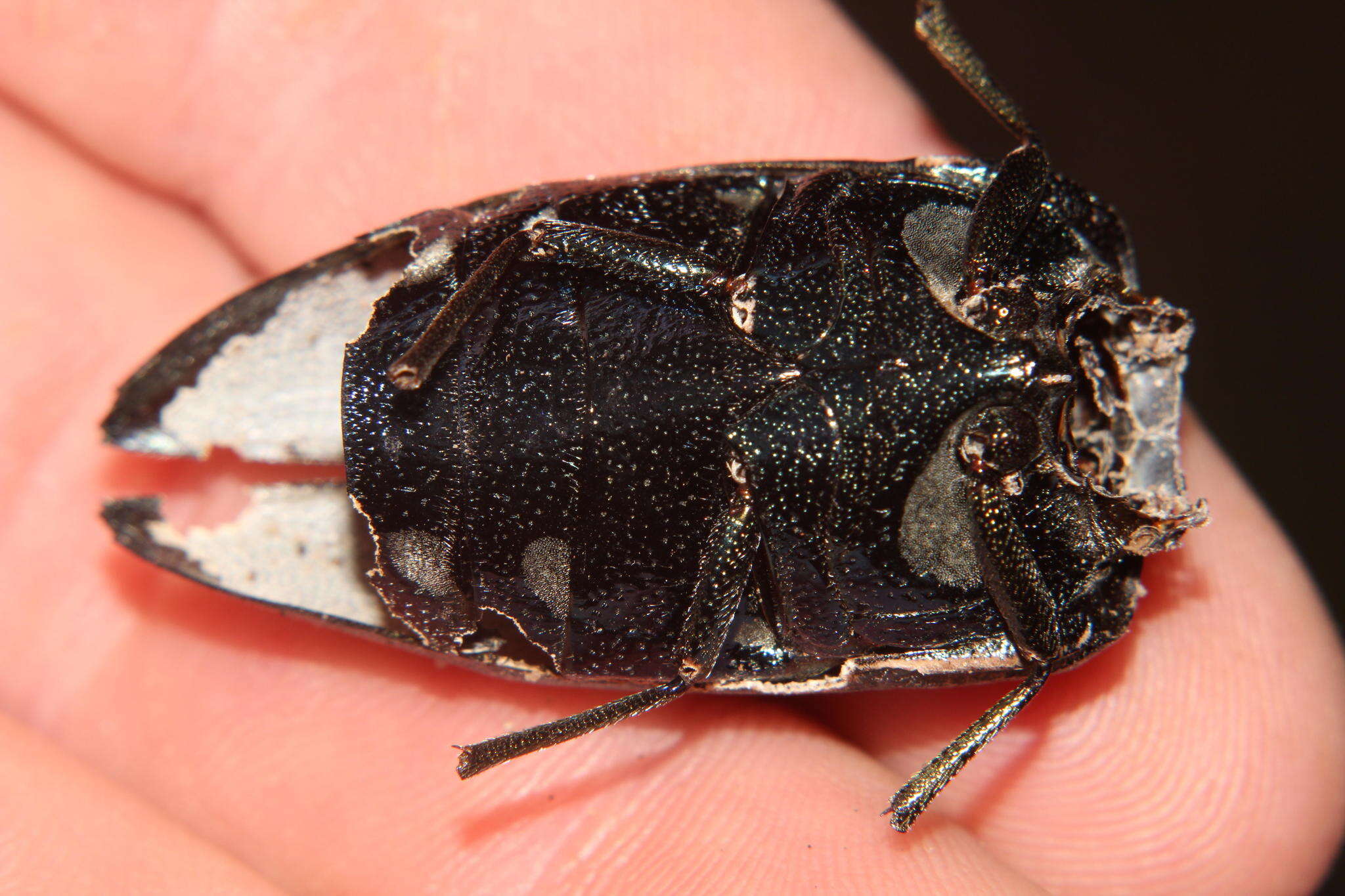 Image of Sternocera orissa bertolonii Thomson 1878