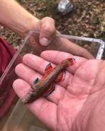 Sivun Etheostoma artesiae (Hay 1881) kuva