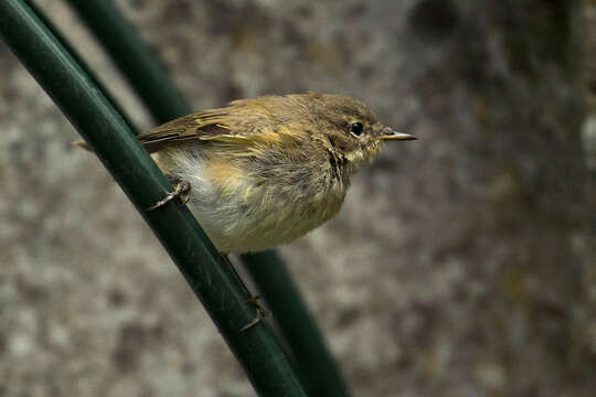 Слика од Phylloscopus collybita collybita (Vieillot 1817)