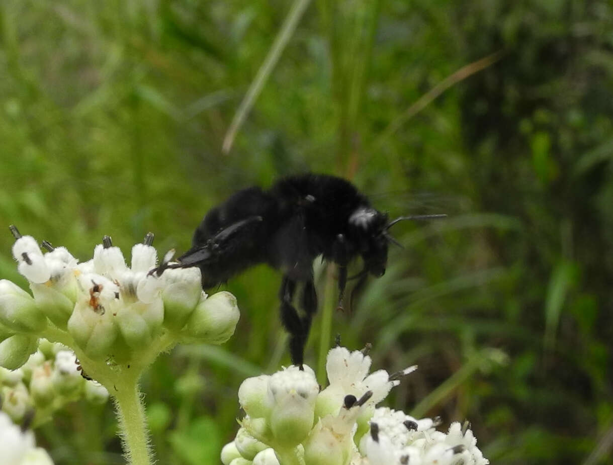 Image of Bombus pullatus Franklin 1913