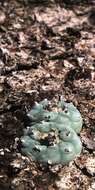 Image of Lophophora koehresii