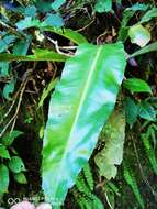 Image of wild birdnest fern