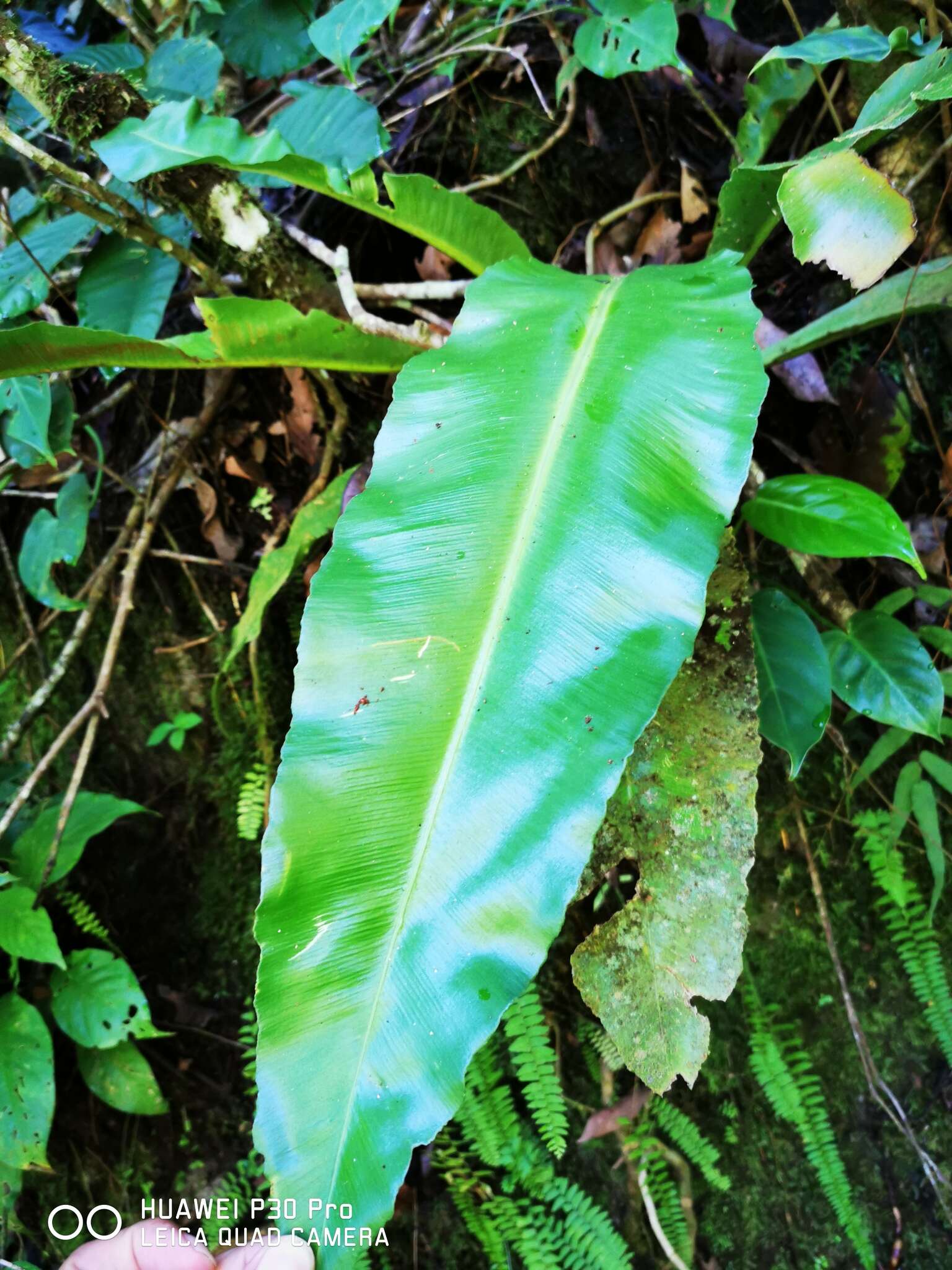 Sivun Asplenium serratum L. kuva