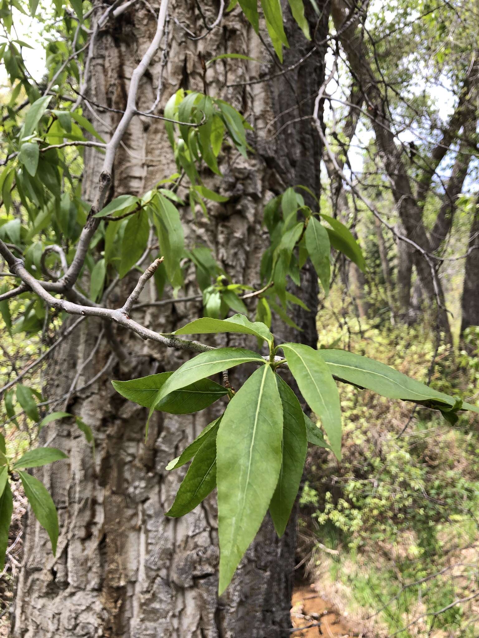 窄叶杨的圖片