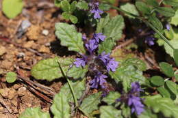 Image of Ajuga decumbens Thunb.