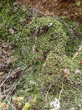 Hymenophyllum armstrongii (Bak.) Kuhn resmi