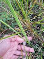 Image of fallflowering pleatleaf