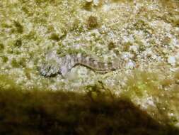 Image of Pearl Blenny