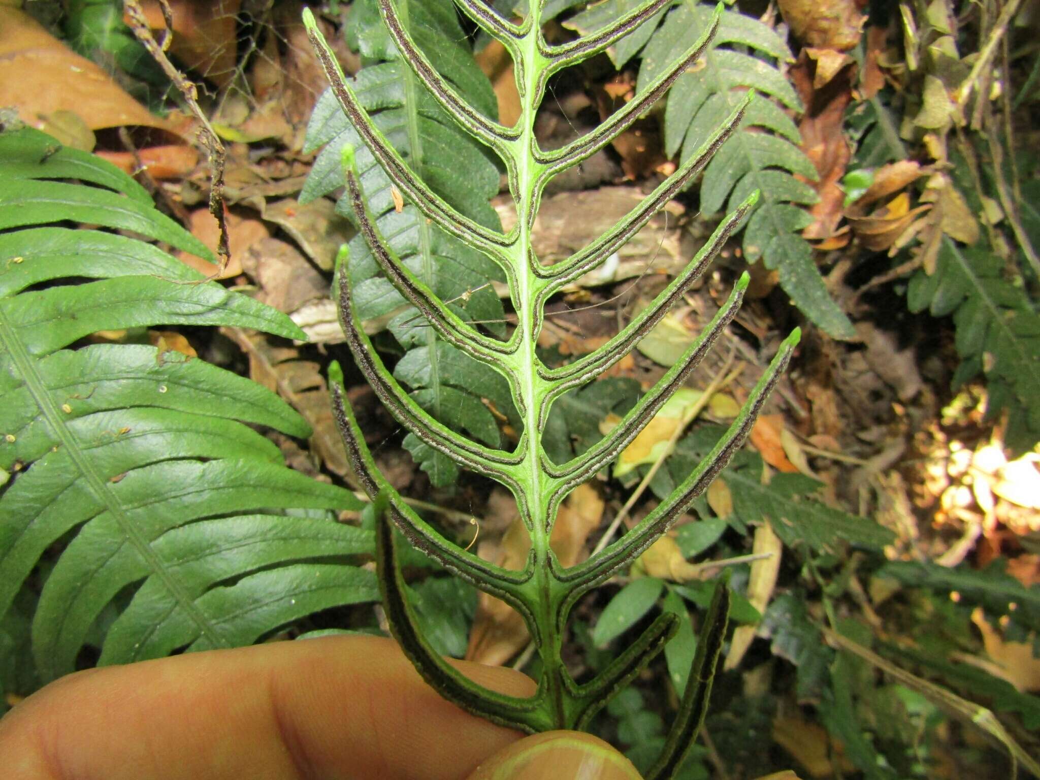 Sivun Austroblechnum lechleri subsp. lechleri kuva