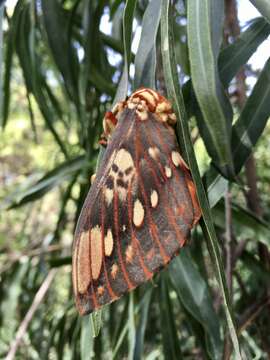 Image of Citheronia brissotii (Boisduval 1868)