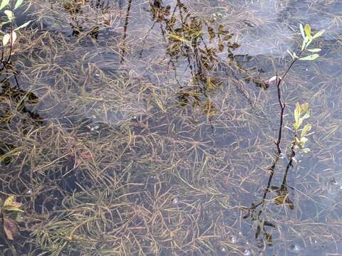 Image of Hill's pondweed