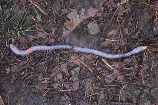 Image of Woodland blue worm