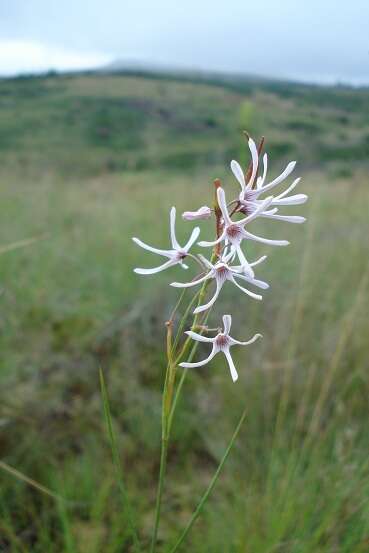 Image de Ceropegia rubella (E. Mey.) Bruyns