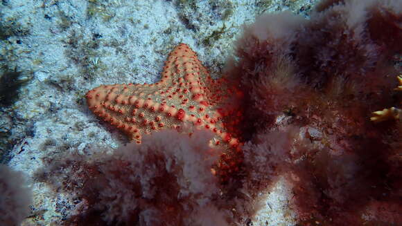 Image of Oreaster clavatus Müller & Troschel 1842