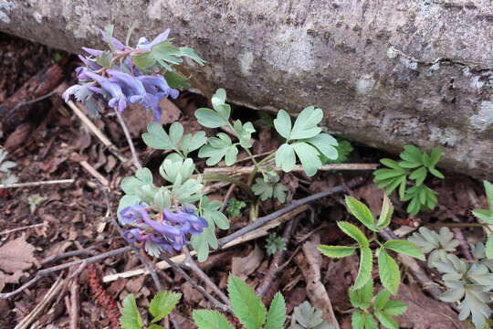 Image of Peronospora corydalis