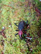 Image of Carabus (Coptolabrus) nankotaizanus Kano 1932