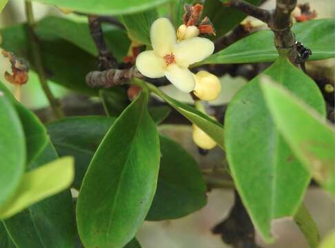 Image of Garcinia oblongifolia Champ. ex Benth.