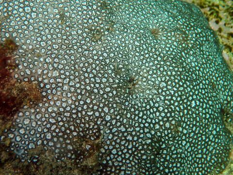 Image of Small knob coral