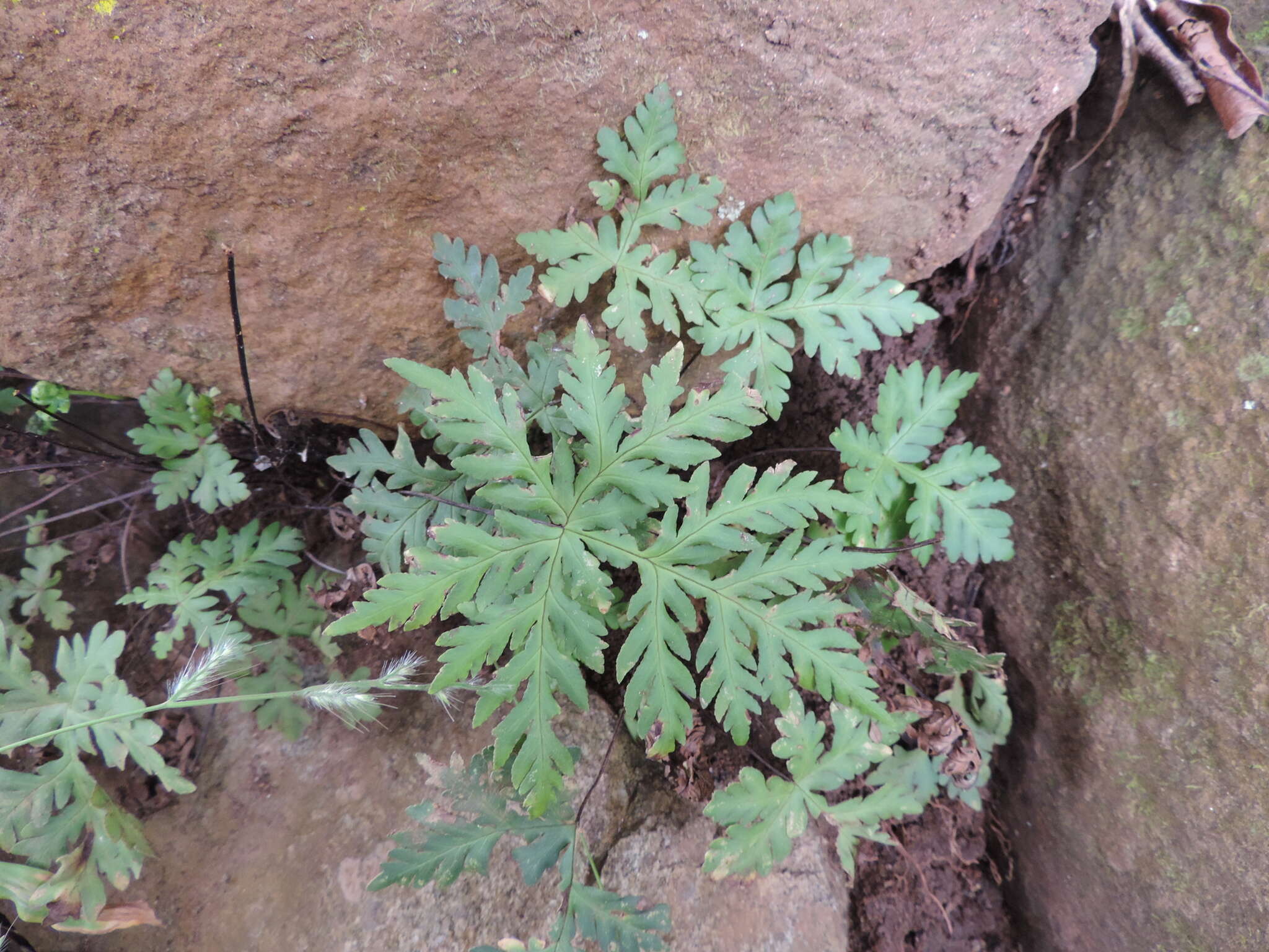 Image of Doryopteris concolor (Langsd. & Fisch.) Kuhn