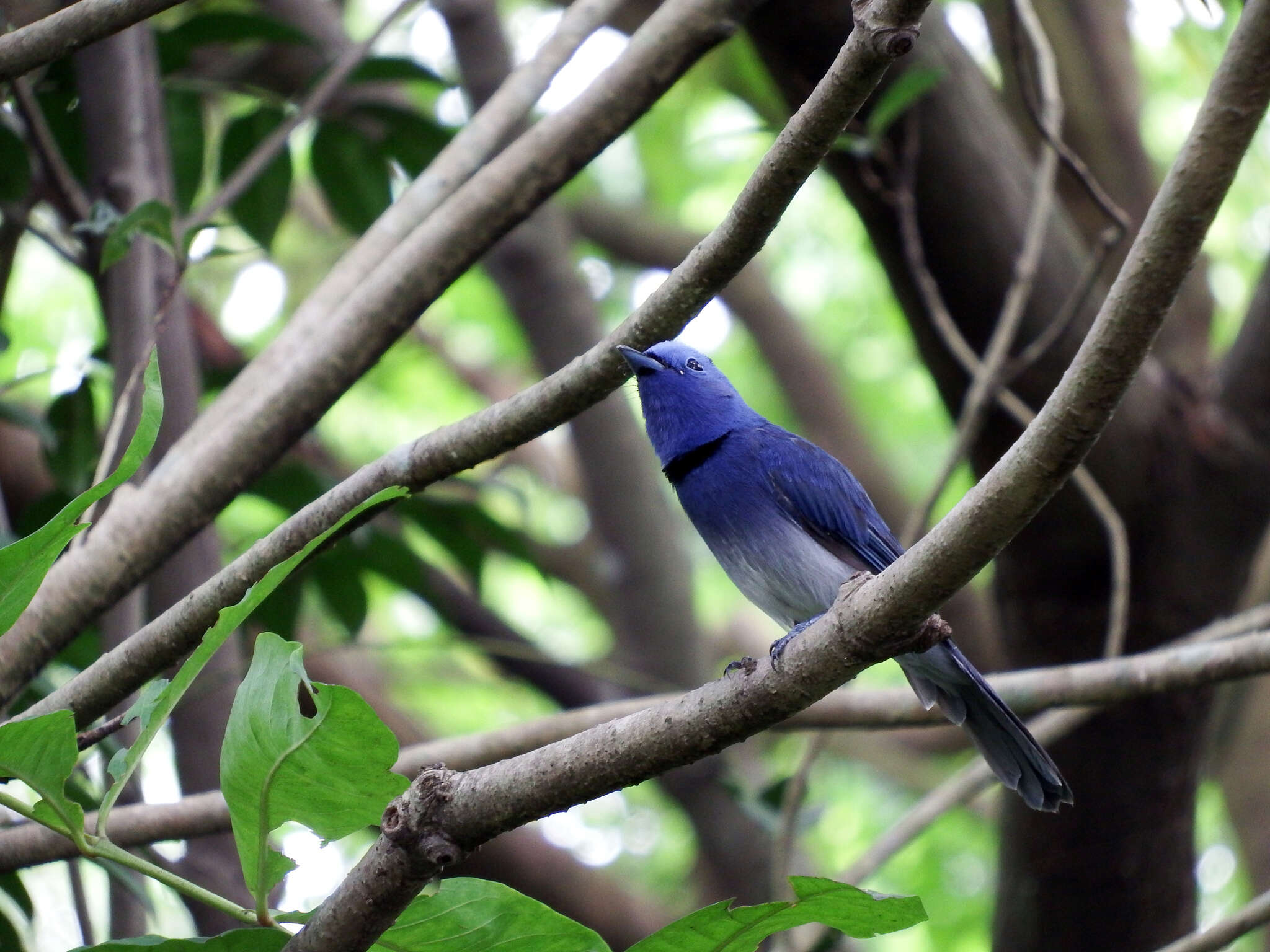 Image of Hypothymis azurea oberholseri Stresemann 1913