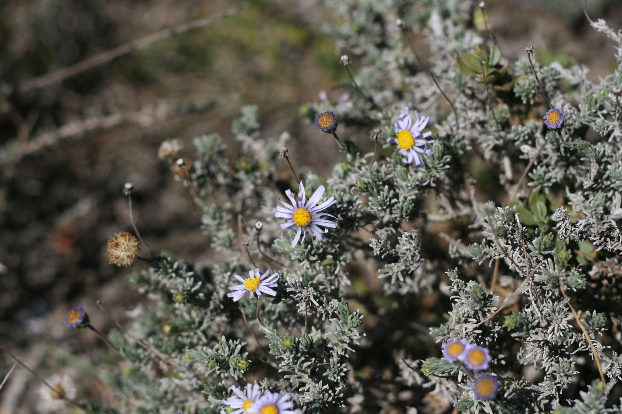 Imagem de Chrysocoma rigidula (DC.) E. Bayer