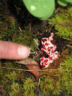 Image of Hydnellum peckii Banker 1912