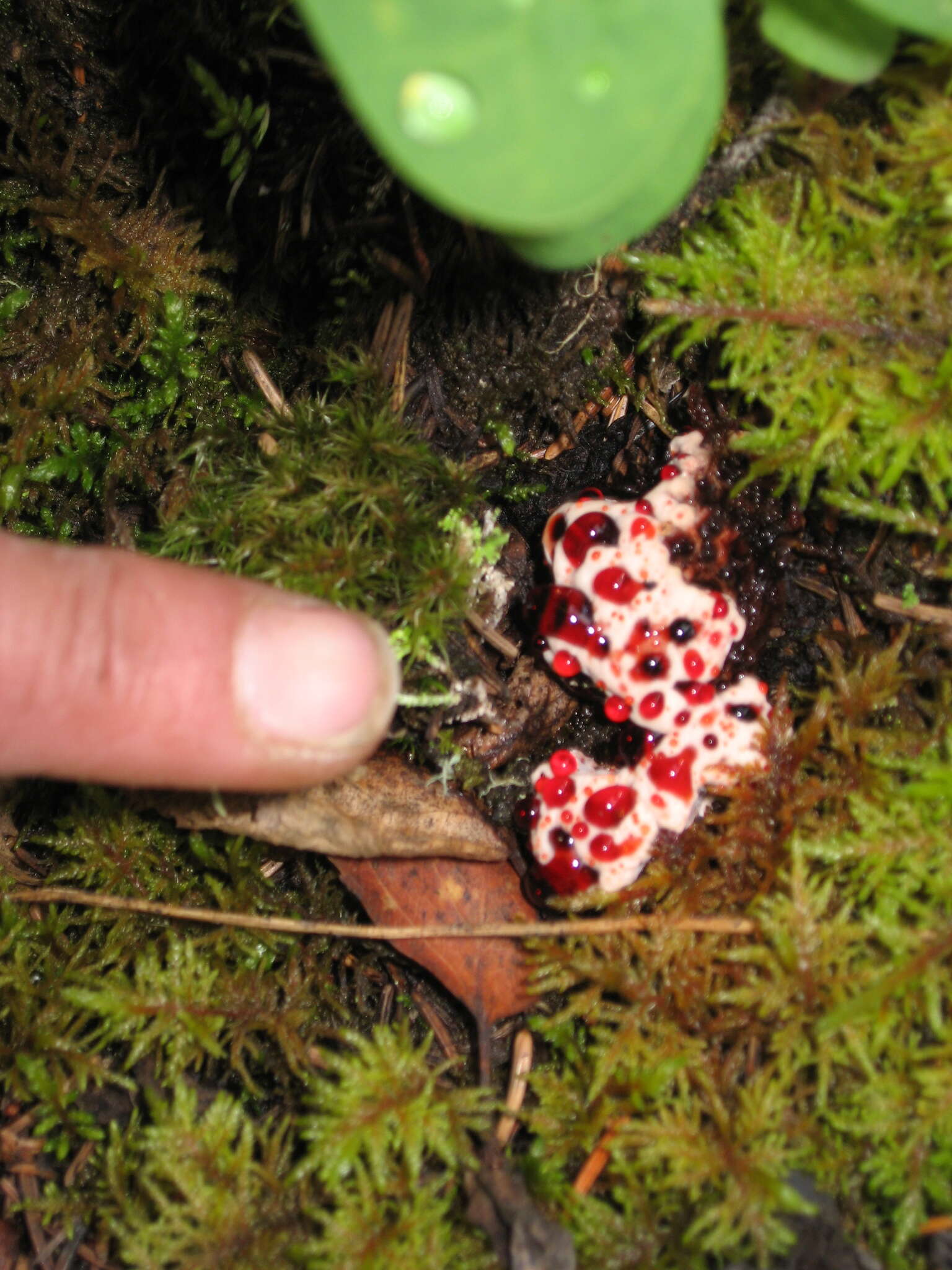 Image of Hydnellum peckii Banker 1912