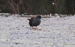 Image of Plumbeous Rail