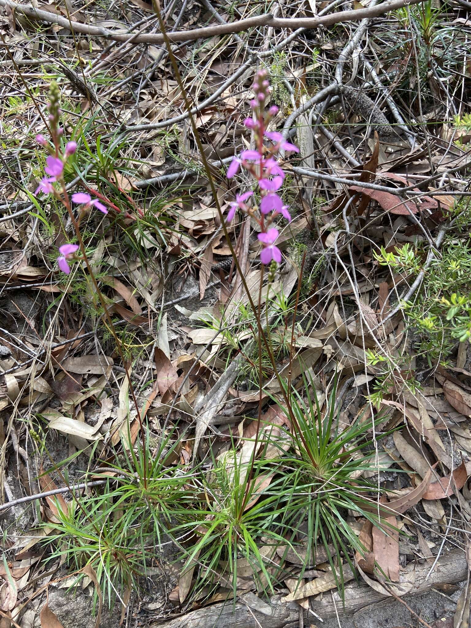 Image de Stylidium productum M. M. Hindmarsh & D. F. Blaxell