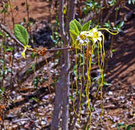 Plancia ëd Strophanthus kombe Oliv.