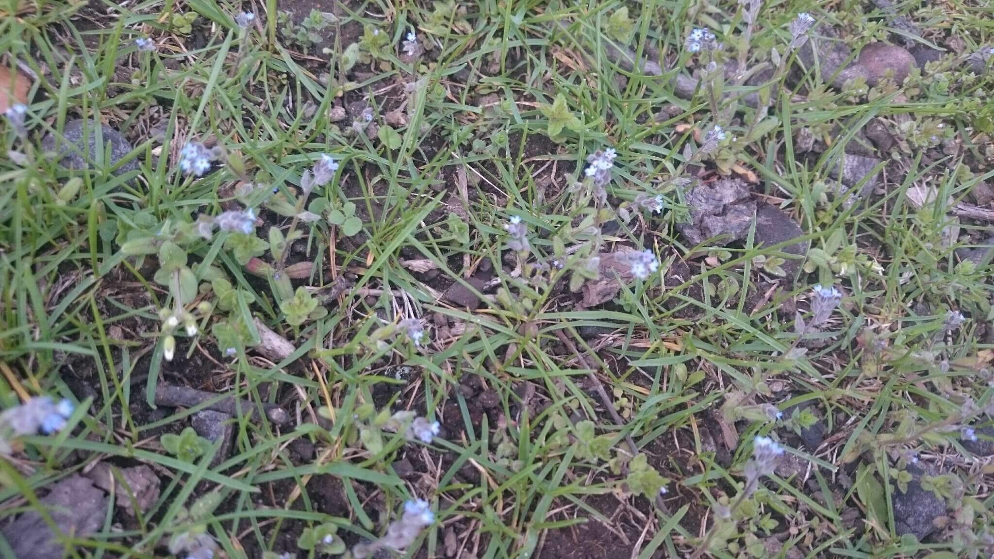 Image of strict forget-me-not