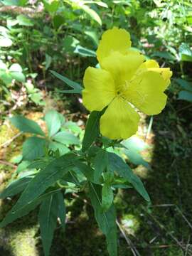 Image of narrowleaf evening primrose