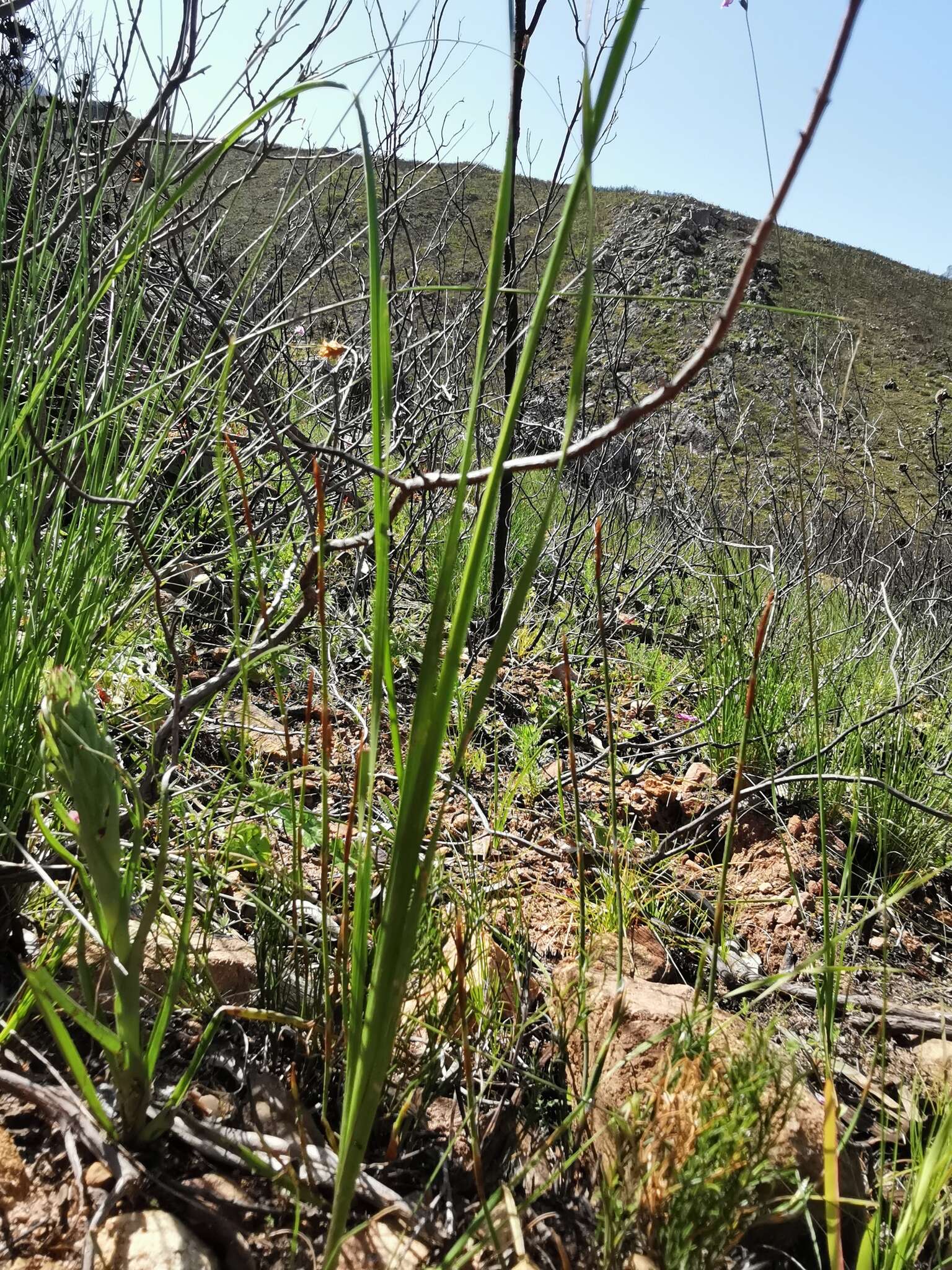 Image of Ixia flexuosa L.