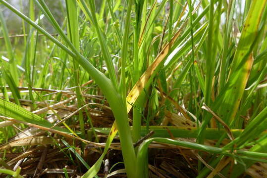 صورة Lomatium bradshawii (Rose ex Mathias) Mathias & Constance