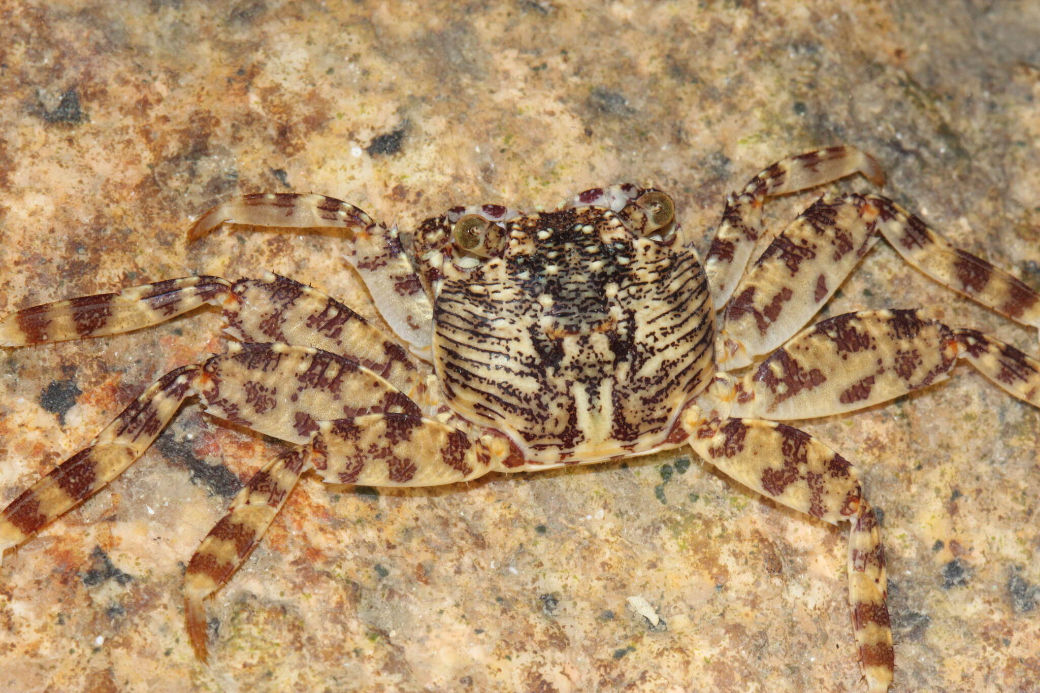 Image of Grapsus longitarsis Dana 1851