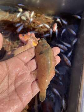 Image of Dover sole