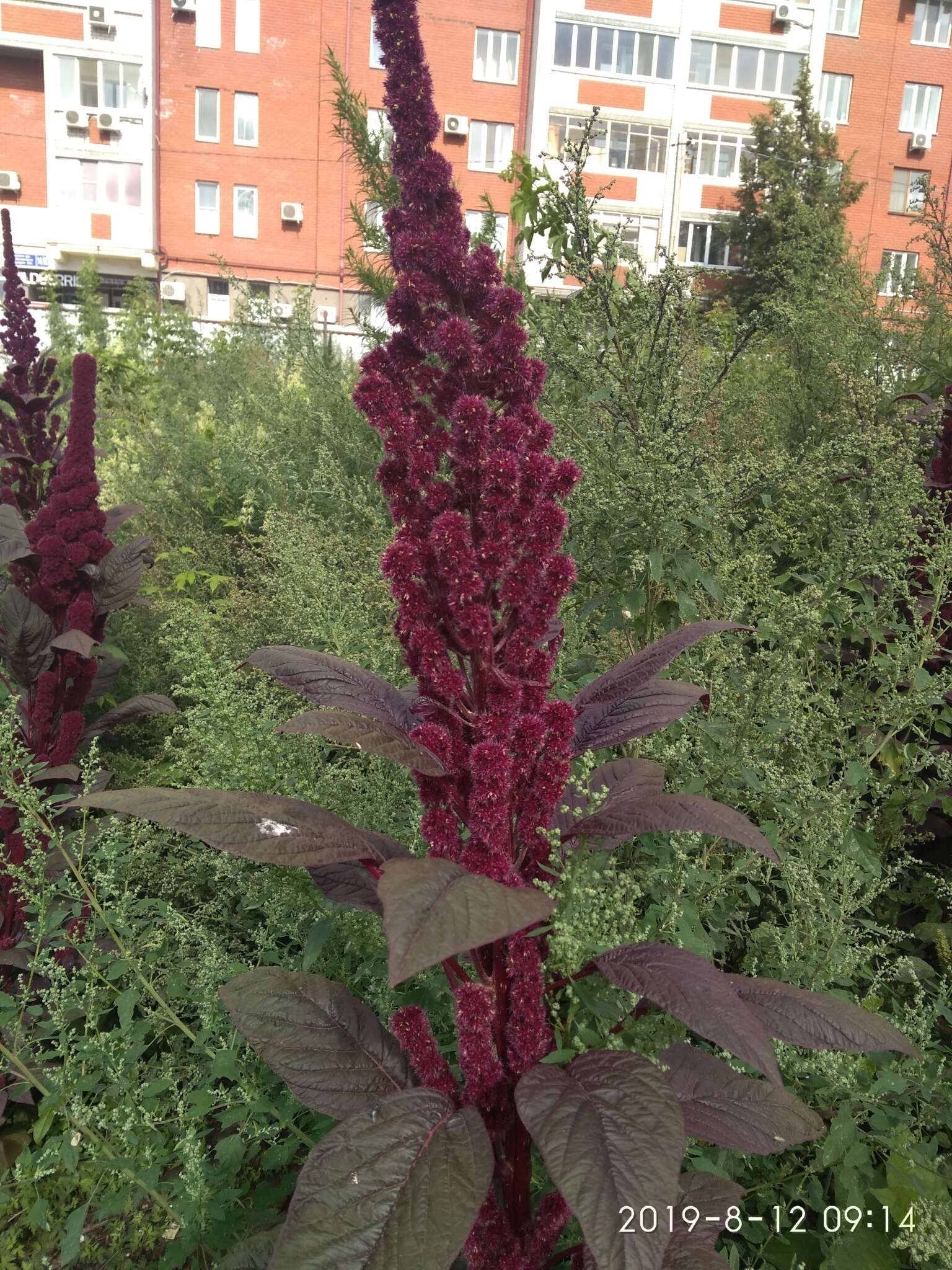 Amaranthus cruentus L. resmi