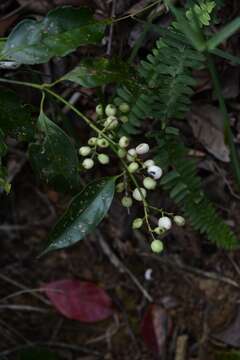 Image of Chiococca phaenostemon Schltdl.