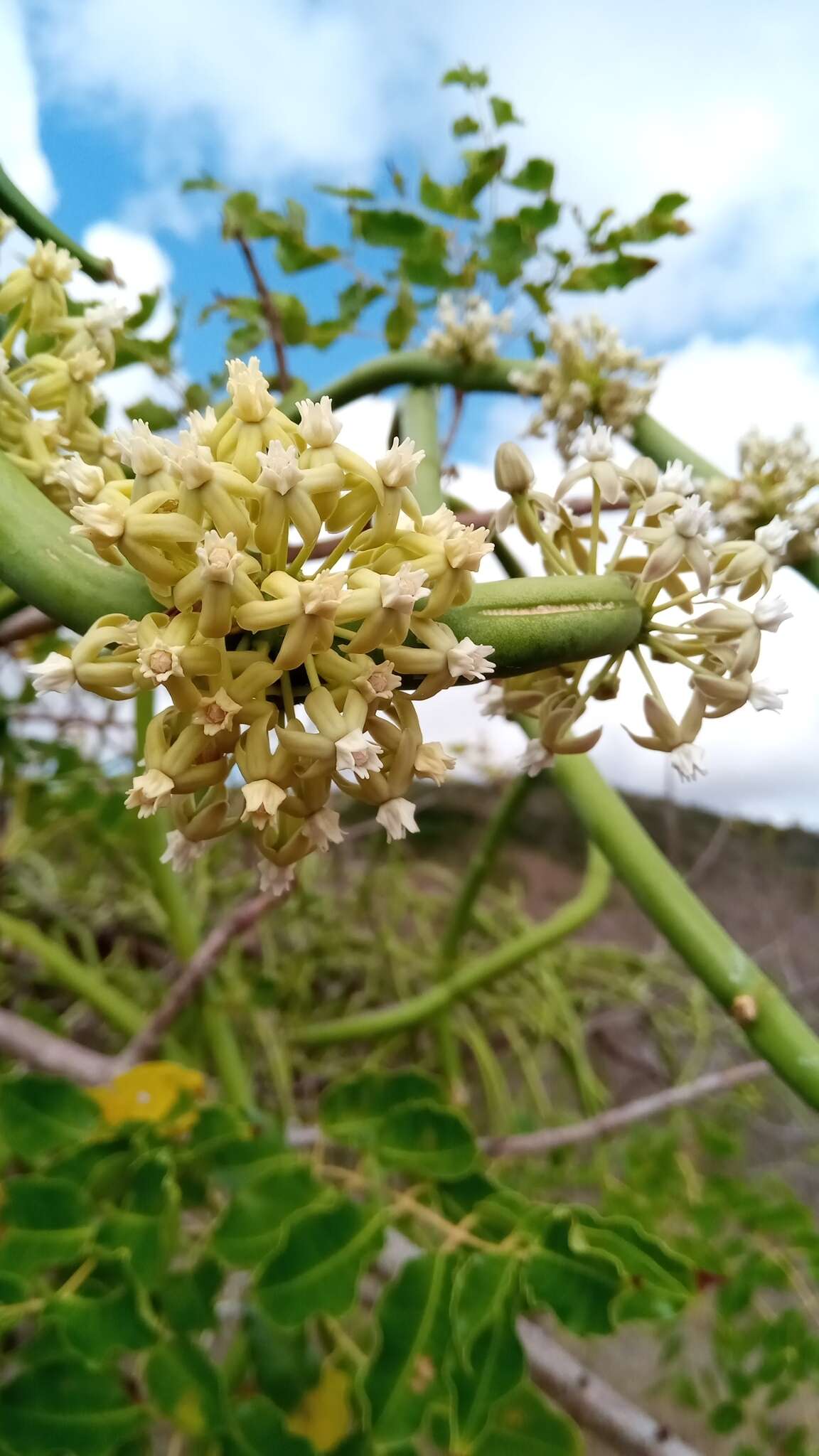 Image of Cynanchum floriferum Liede & Meve