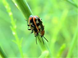 Image of Common asparagus beetle