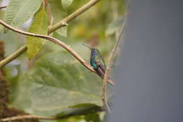 Image of Lazuline Sabrewing