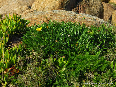 صورة Gazania rigens var. uniflora (L. fil.) Rössl.