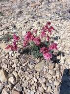 Image of Dicentra peregrina (Rudolph) Makino