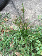 Image of nutgrass