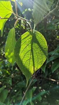 Imagem de Strobilanthes luridus Wight