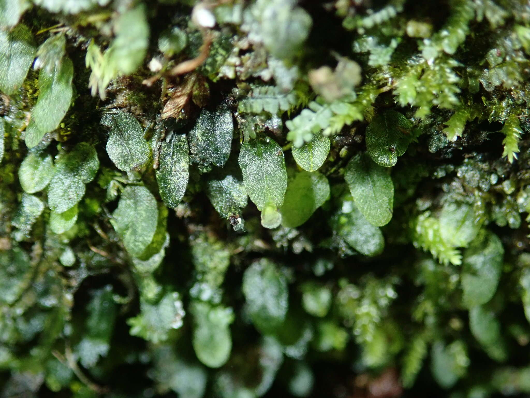 Image of Didymoglossum beaverianum Senterre & Rouhan