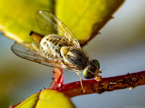 Imagem de Terellia serratulae (Linnaeus 1758)