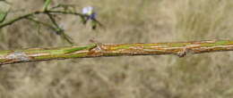 Image of Psoralea sordida