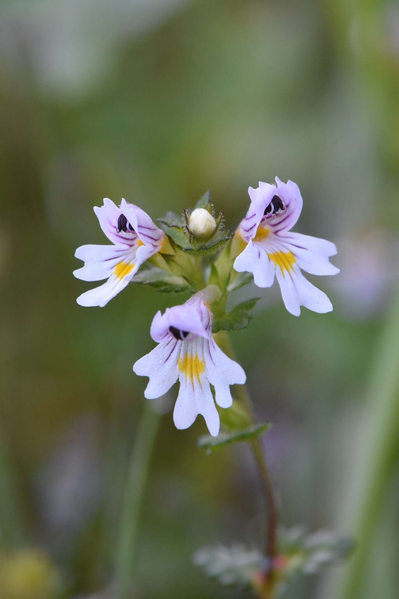 Imagem de Euphrasia officinalis L.